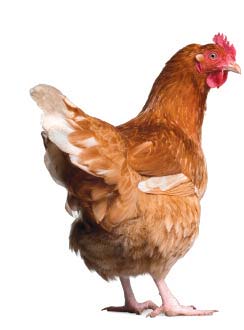 chicken