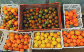 farmers_market
