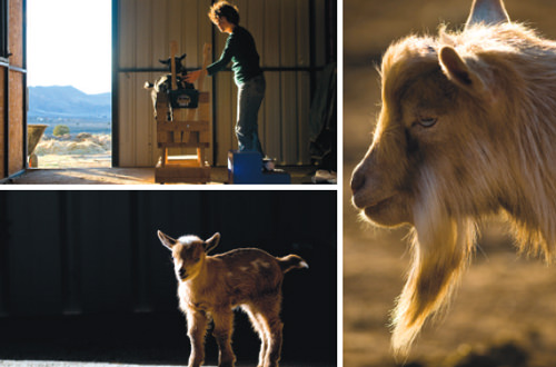 goats