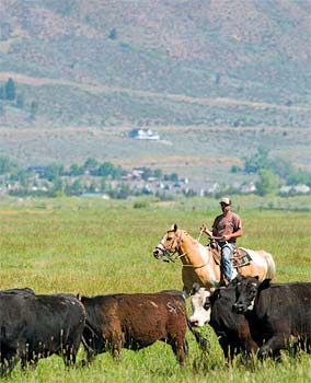 rancher