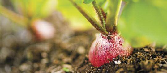 Community-Gardens-Cultivating-Wellness2