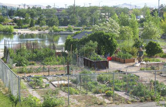 Community-Gardens-Paradise-Park1