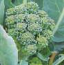 Disease-fighting-broc