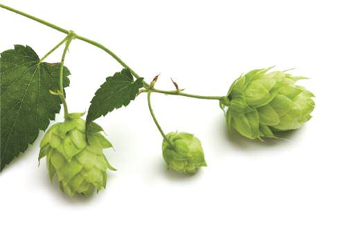 Drinkable-Reno-Tahoe-HOPS