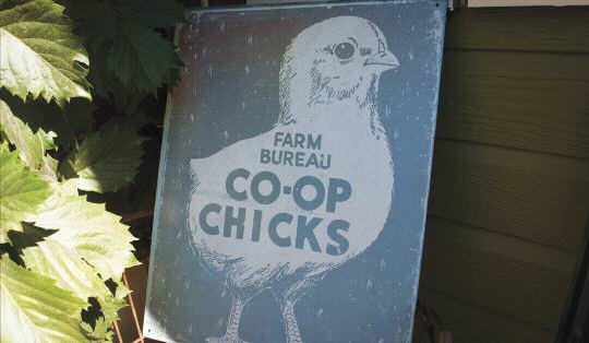 Edible-Endeavors-Cool-Coops