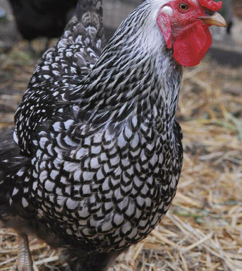 Edible-Endeavors-Flock-Fowl