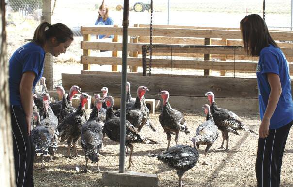 Edible-Endeavors-Pasture-Raised-1