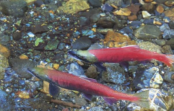 Edible-Notables-Fishy1