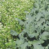 Edible-Notables-Real-Cost-1