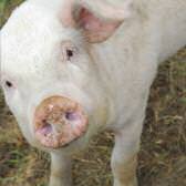 Edible-Notables-Real-Cost-2