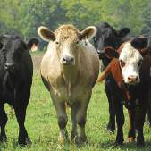 Edible-Notables-Real-Cost-6