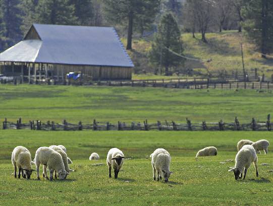 Edible-Notables-Spring-Lamb