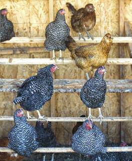 Edible-notables-chickens-rise-shine