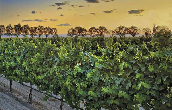 Liquid-assets-Vines-that-bind