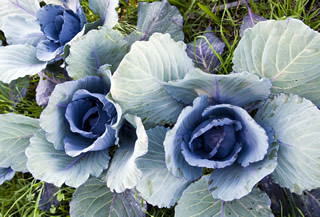 MeetTheFarmer-Holleycover