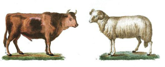 corn-fed-vs-grass-fed