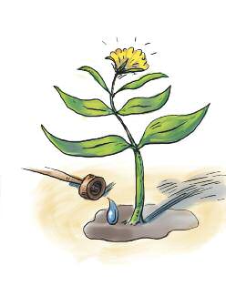 cover-30-ways-3-watering