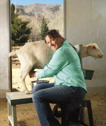 cover milking niche 2