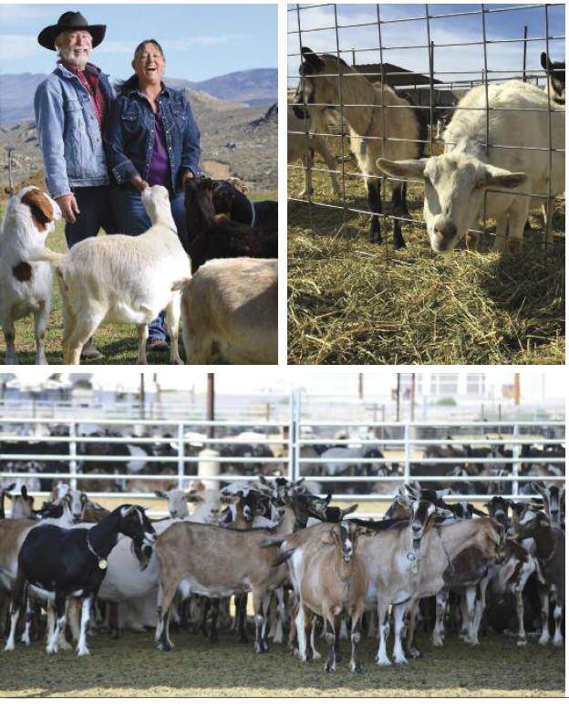 cover milking niche montage