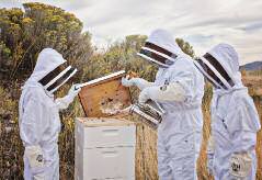 edible garden gifts beekit