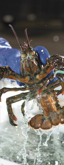 ednote freshcatch fish