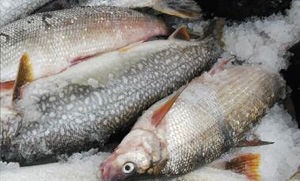 frozenfish
