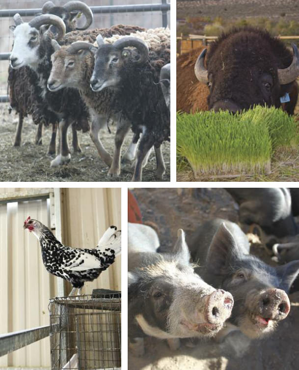 Cover Unusual breeds collage