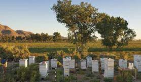 Surprising facts honeybee