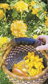 edible garden local biodynamic guild