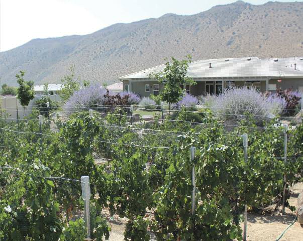 feature backyard vineyards 1
