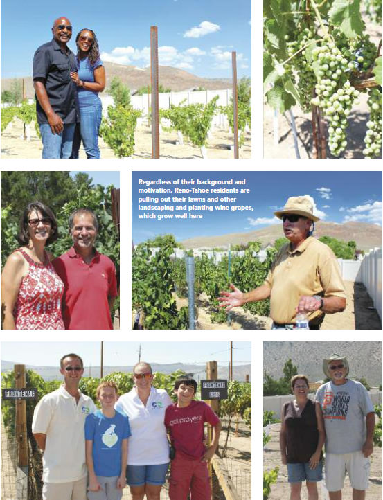 feature backyard vineyards 2