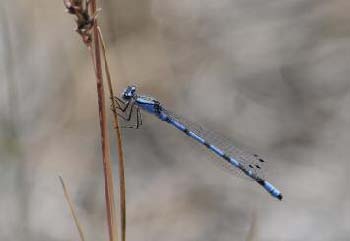 feature pondering pollination 2