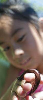 feature wings at work 5