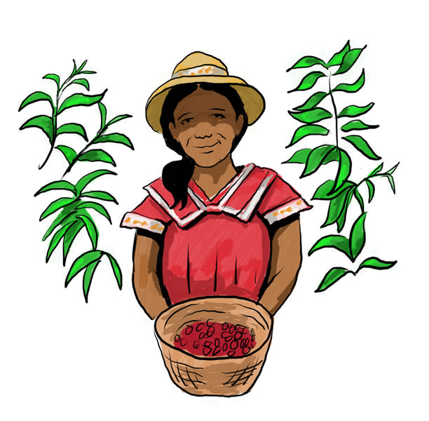 Fair Trade Coffee picker th