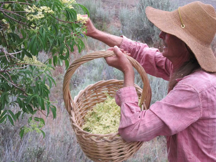 Eagle Peak Herbals02 Bill harvesting elderflowers