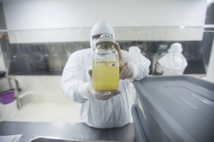 EdibleRenoTahoe Mushrooms 014