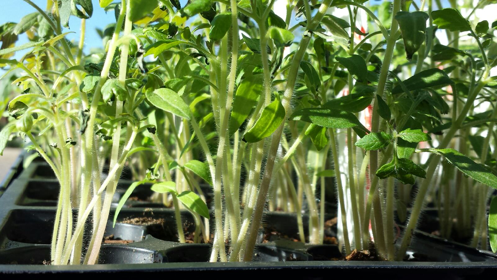 8 10 Tomato Starts Per 1 Inch Cell Seed Starting Straight SOAR