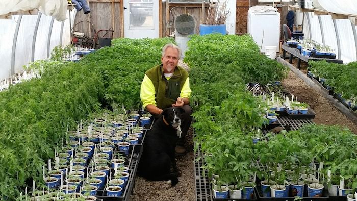 Transplanting Tomatoes