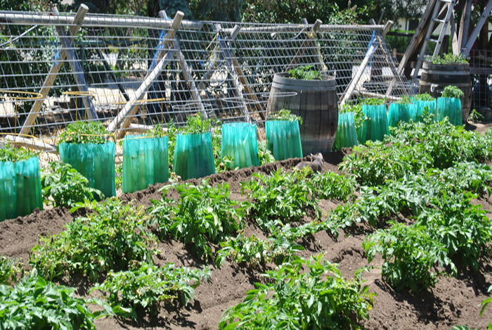 2 EdibleGardenTour Tomato & potato W. Mazetth