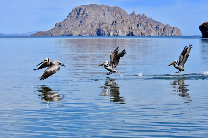 01 Baja Loreto29 LOVE, leadth