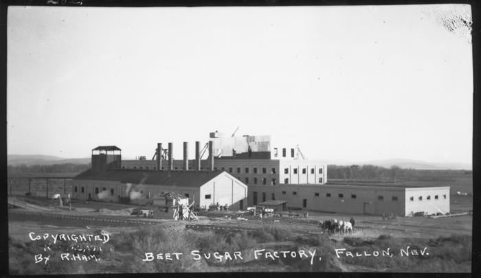 Edible Traditions Sugar Beet UNRS P1989 55 2821th