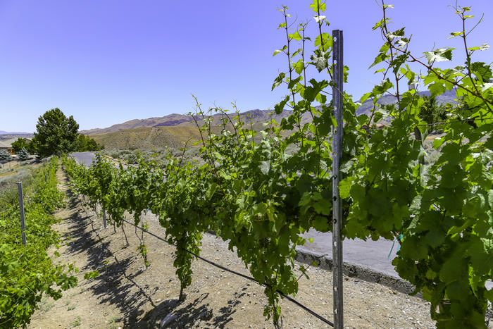 Winemaking bernardo final 1th