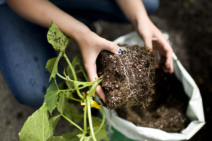 douglas high school ag3th