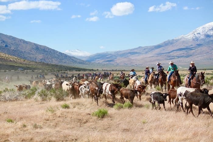 05 Cattle Drive01 FAVth