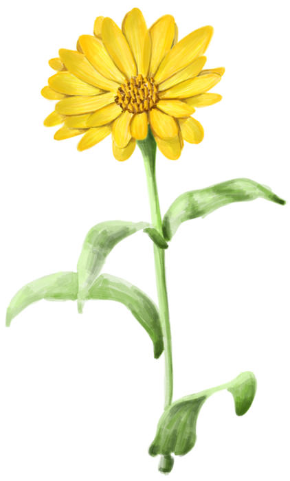 Garden Tea Calendulath