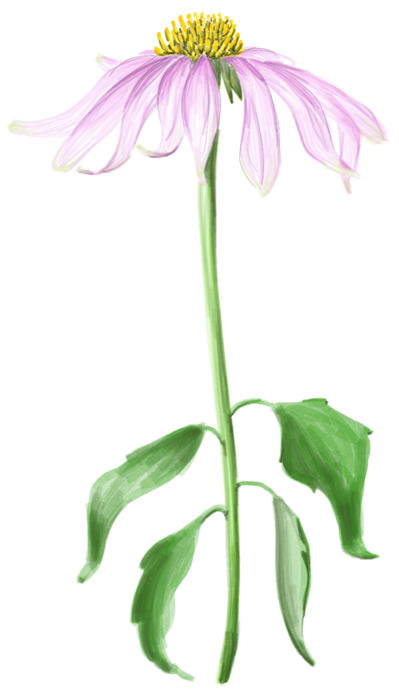 Garden Tea Echinaceath