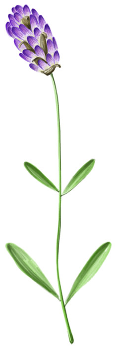 Garden Tea Lavenderth