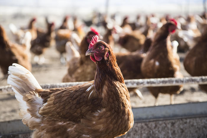 Cover Palomino Farm 0001 fav wr