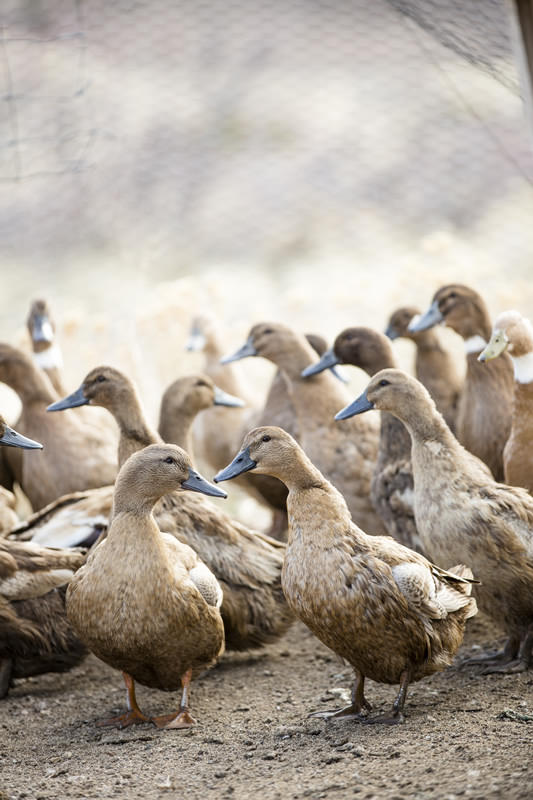 Cover Palomino Farm 0010 fav wr