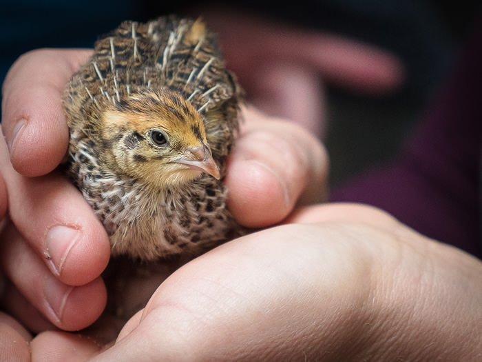 Cover Rusty Skillet Quail 3 wr